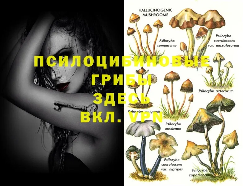 kraken как войти  Починок  Галлюциногенные грибы Magic Shrooms 